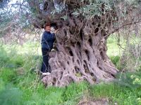 Old Olive Tree